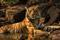 tiger7-andrew-james