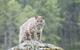 Bobcat