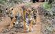 tiger-safari-in-india